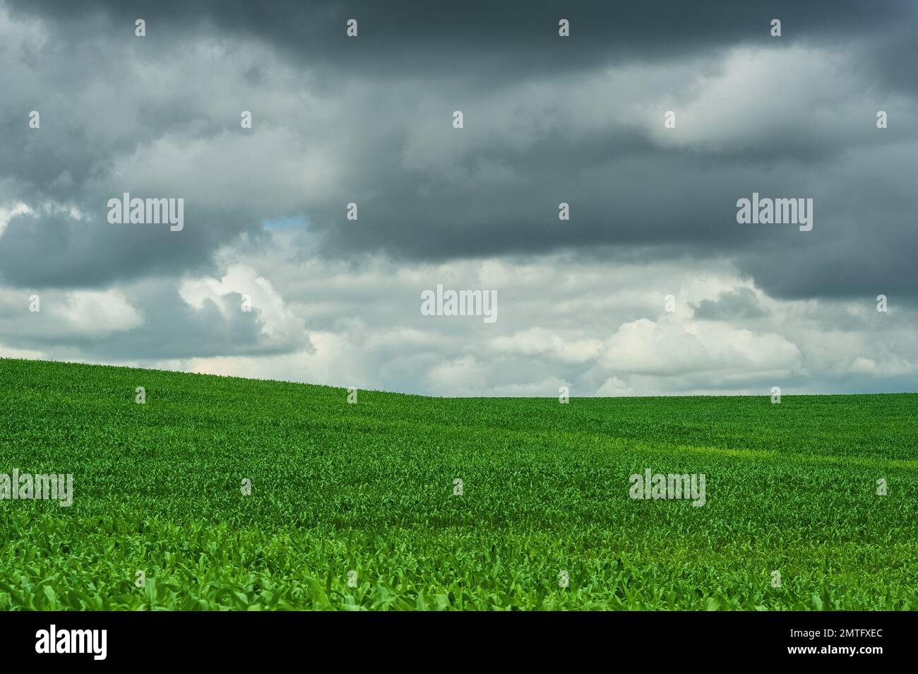 Campo di mais verde e nuvola di cielo blu scatti all'aperto, paesaggio rurale con campo di mais rurale Fattoria agricola Terra e cielo nuvoloso, bellezza Foto Stock