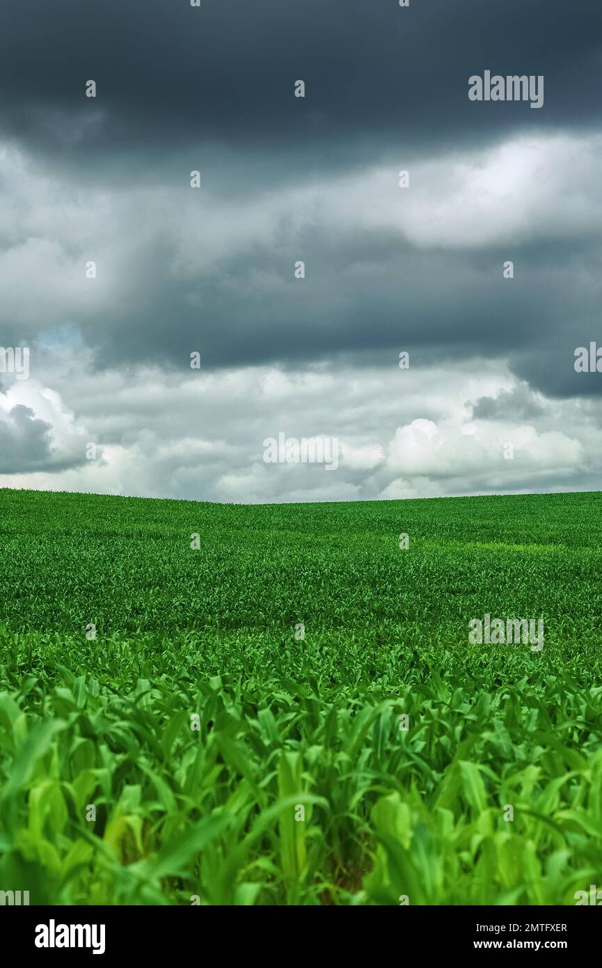 Campo di mais verde e nuvola di cielo blu scatti all'aperto, paesaggio rurale con campo di mais rurale Fattoria agricola Terra e cielo nuvoloso, bellezza Foto Stock