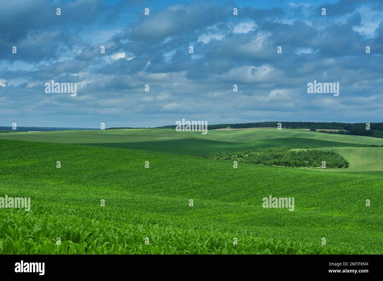Campo di mais verde e nuvola di cielo blu scatti all'aperto, paesaggio rurale con campo di mais rurale Fattoria agricola Terra e cielo nuvoloso, bellezza Foto Stock