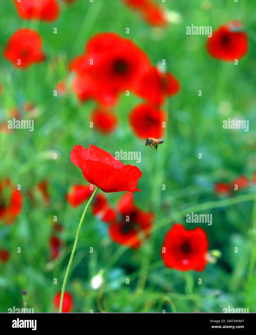 Ape che vola in un campo di papaveri rossi Foto Stock