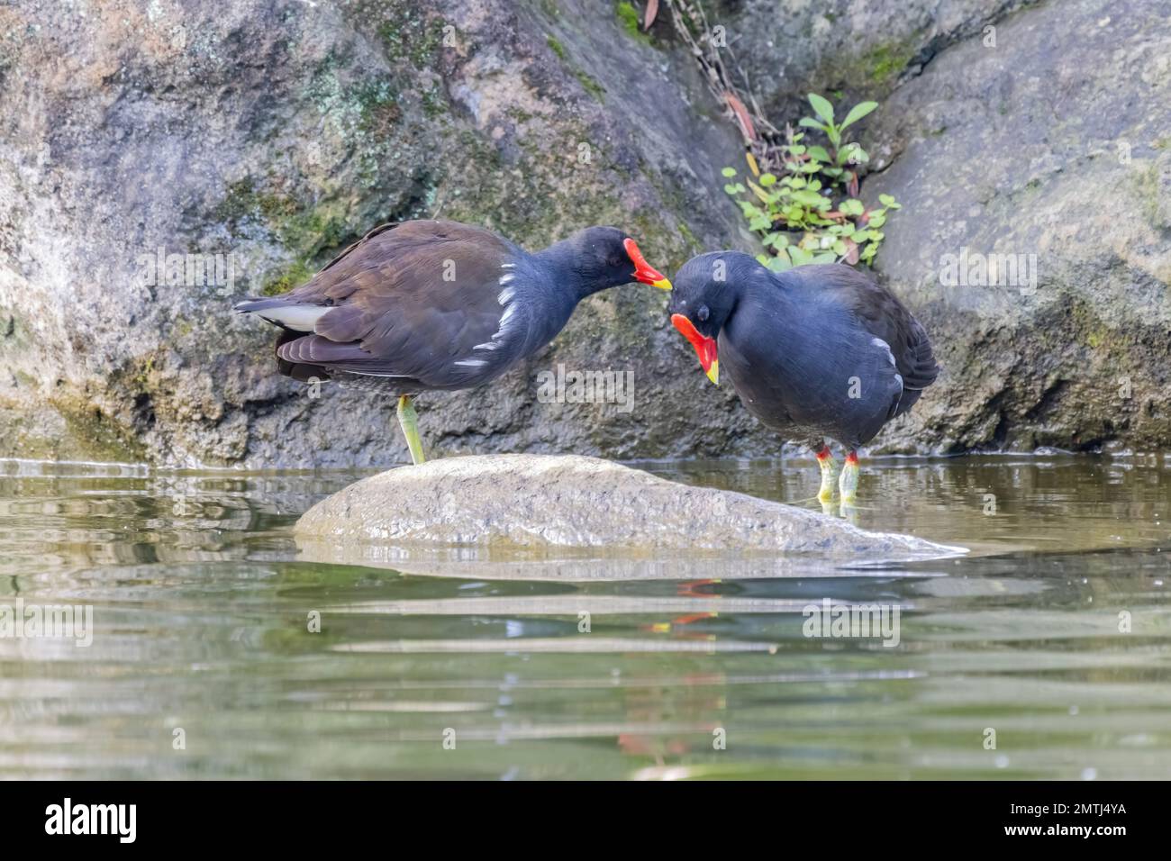 Primo piano del gallinule comune che riposa a Taipei, Taiwan Foto Stock