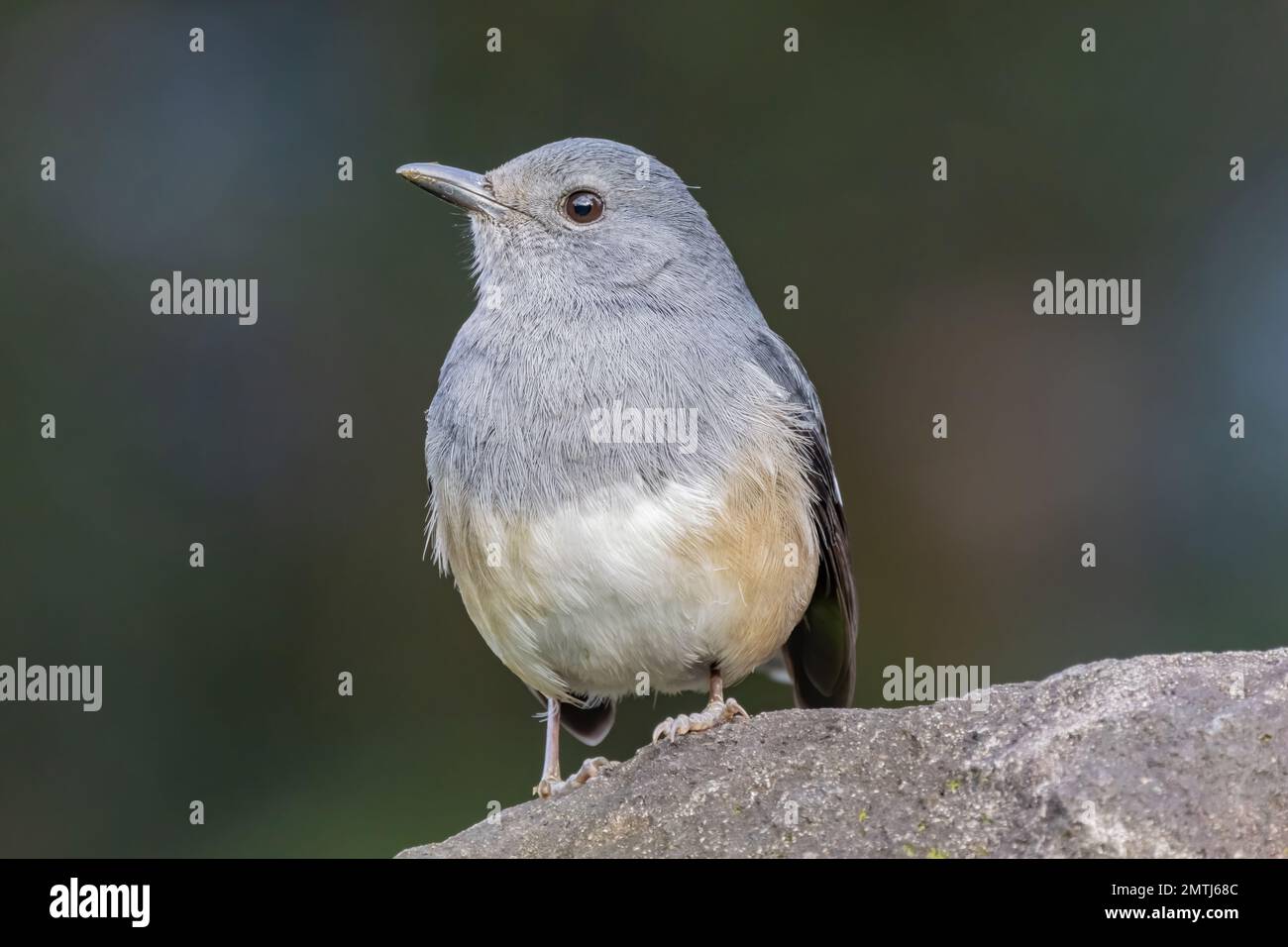 Primo piano di magpie-robin orientale a Taipei, Taiwan Foto Stock