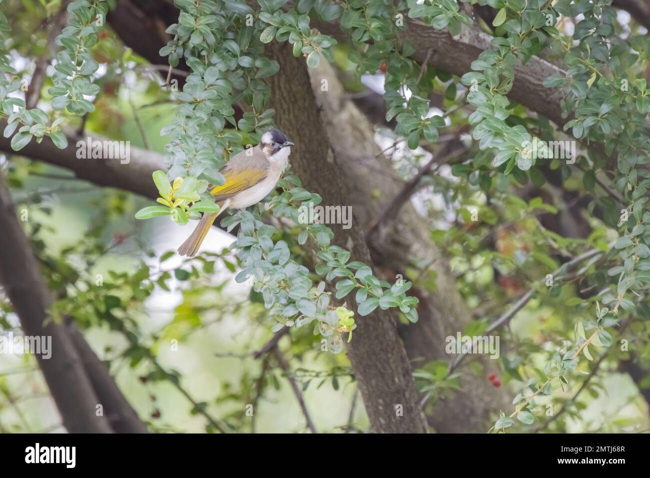 Primo piano di Bulbul, un faro di luce, seduto su una filiale a Taipei, Taiwan Foto Stock