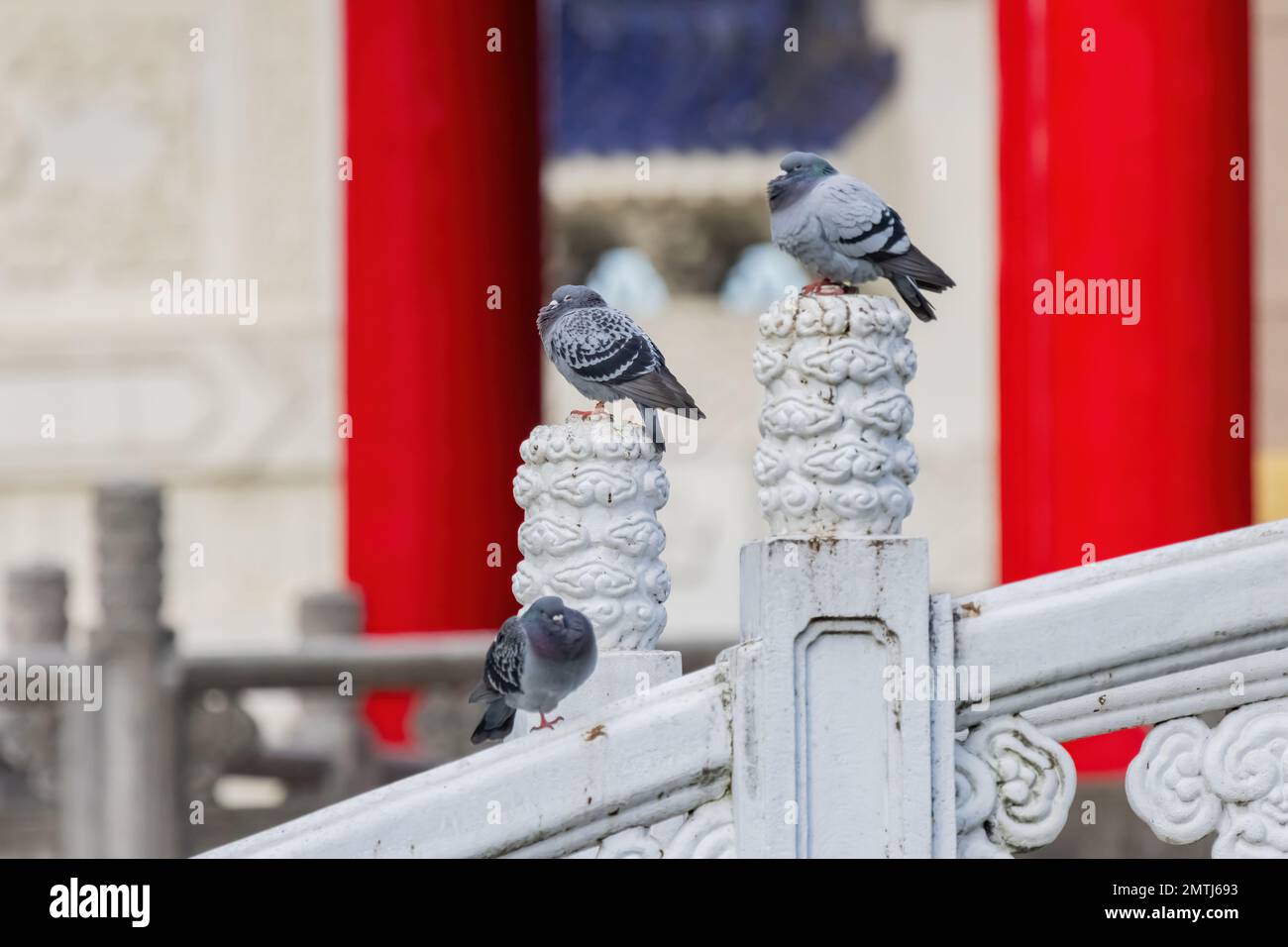 Primo piano di Pigeon seduto su un ponte a Taipei, Taiwan Foto Stock