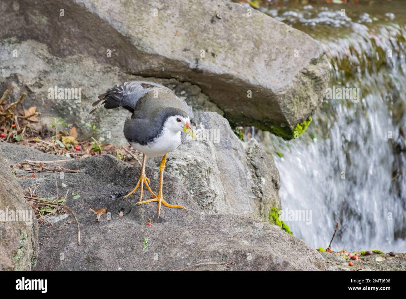 Foto ravvicinata di gallina bianca a Taipei, Taiwan Foto Stock