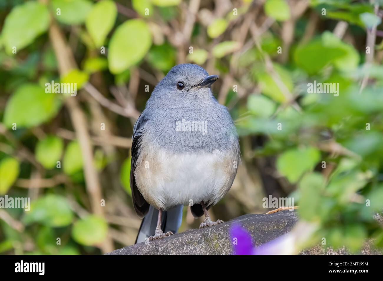 Primo piano di magpie-robin orientale a Taipei, Taiwan Foto Stock