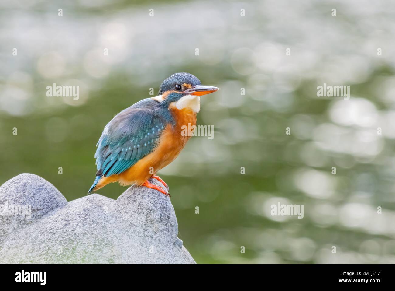 Primo piano di Martin pescatore comune a Taipei, Taiwan Foto Stock