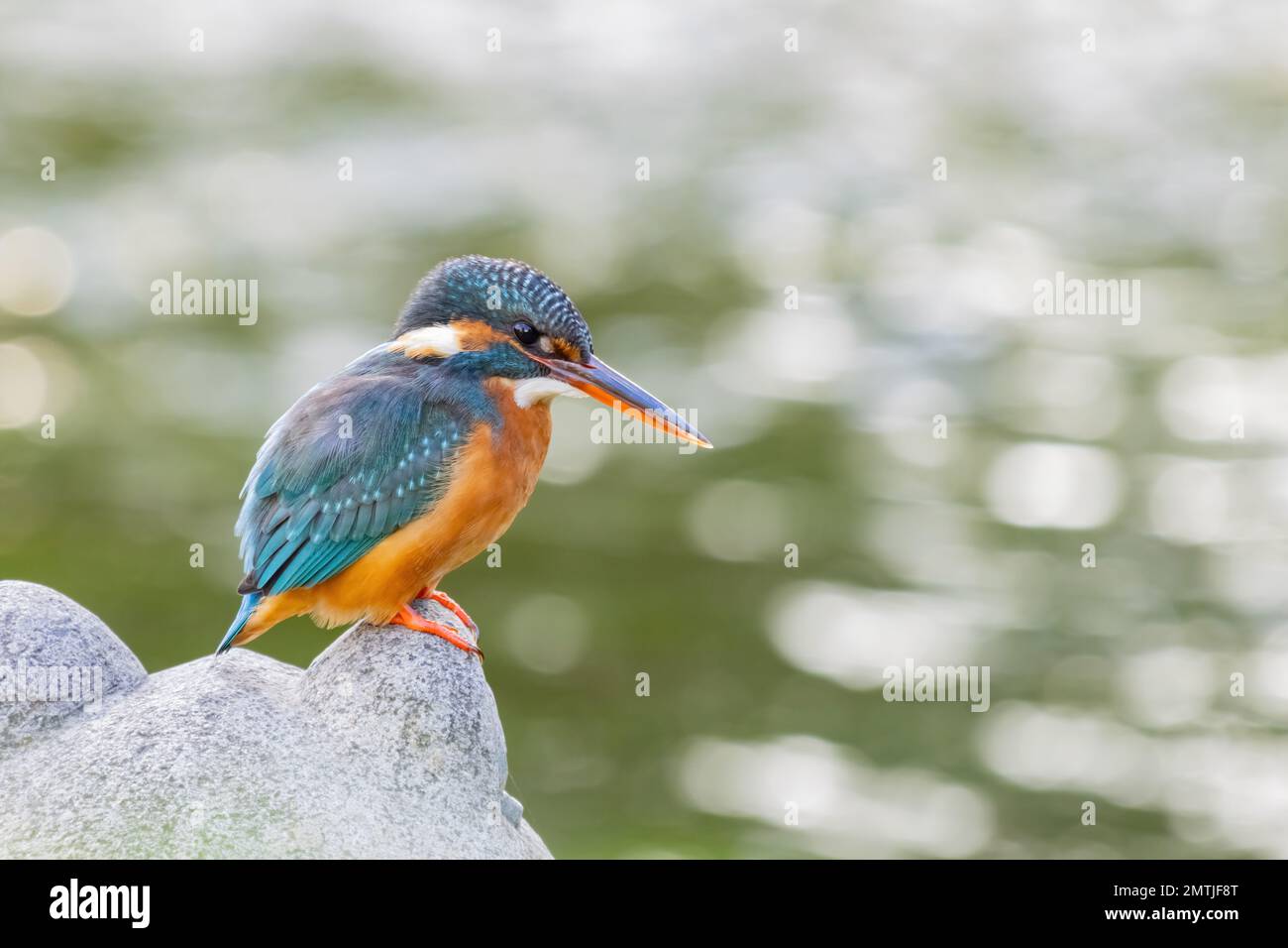 Primo piano di Martin pescatore comune a Taipei, Taiwan Foto Stock