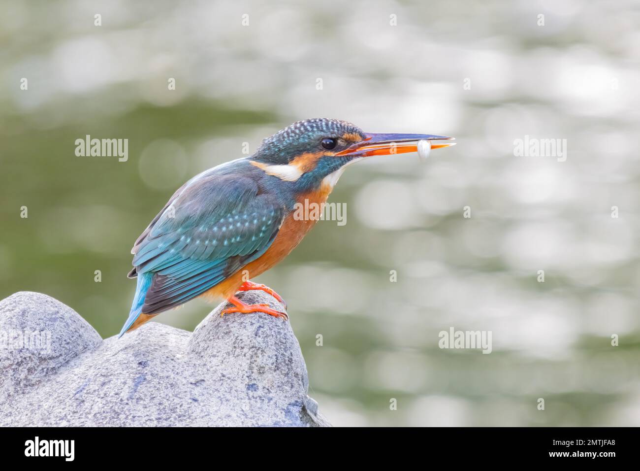 Primo piano di Martin pescatore comune a Taipei, Taiwan Foto Stock