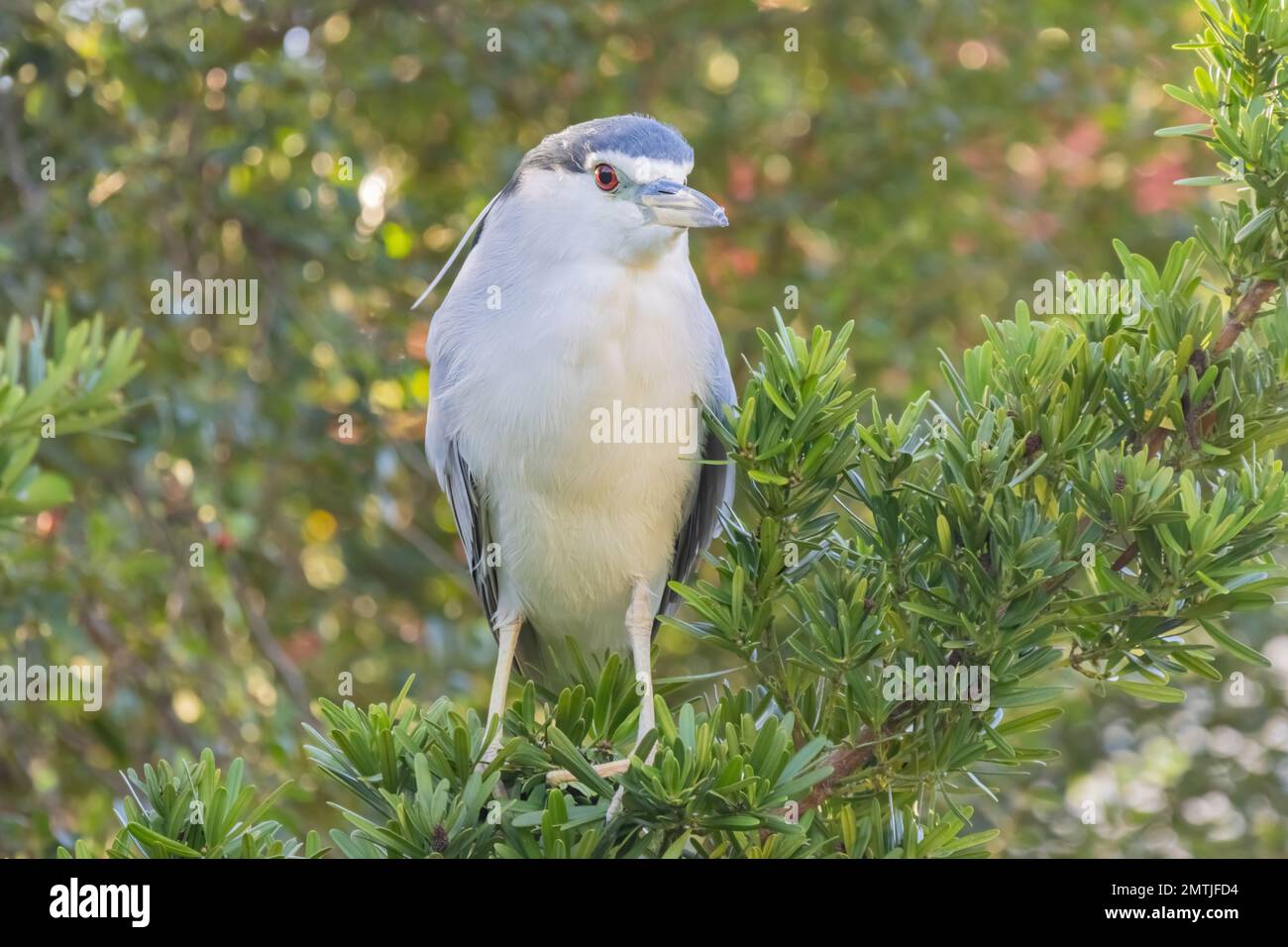 Primo piano di Black-incoroned Night Heron a Taipei, Taiwan Foto Stock