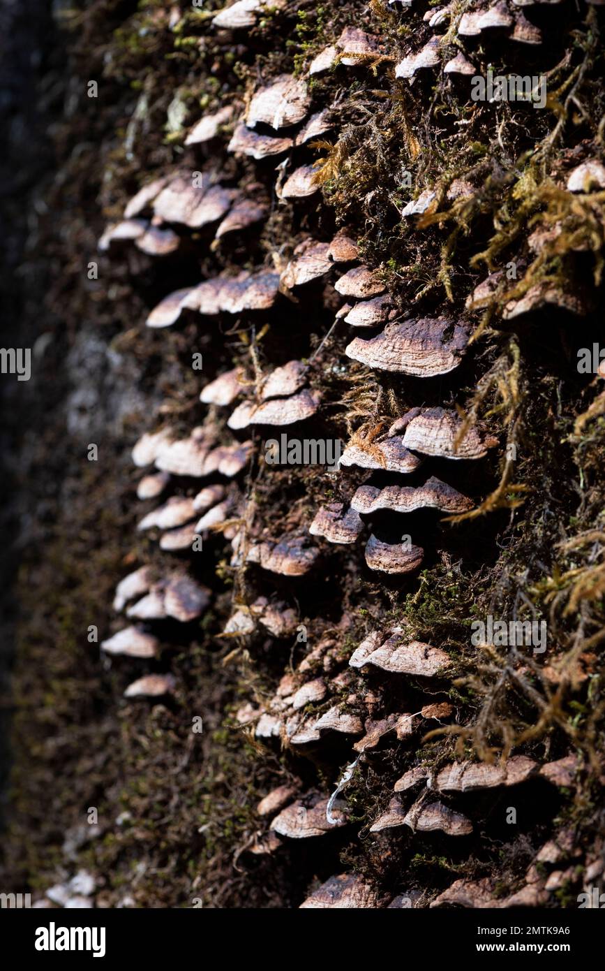 Un primo piano verticale di funghi scaffali su uno sfondo a struttura di albero Foto Stock