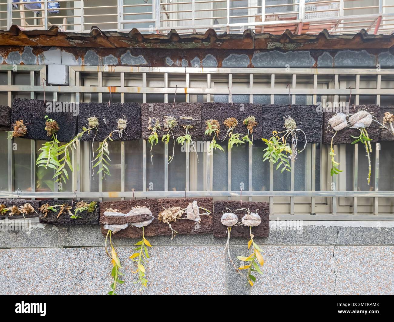 Foto ravvicinata di alcune piante sopra la finestra di Taipei, Taiwan Foto Stock