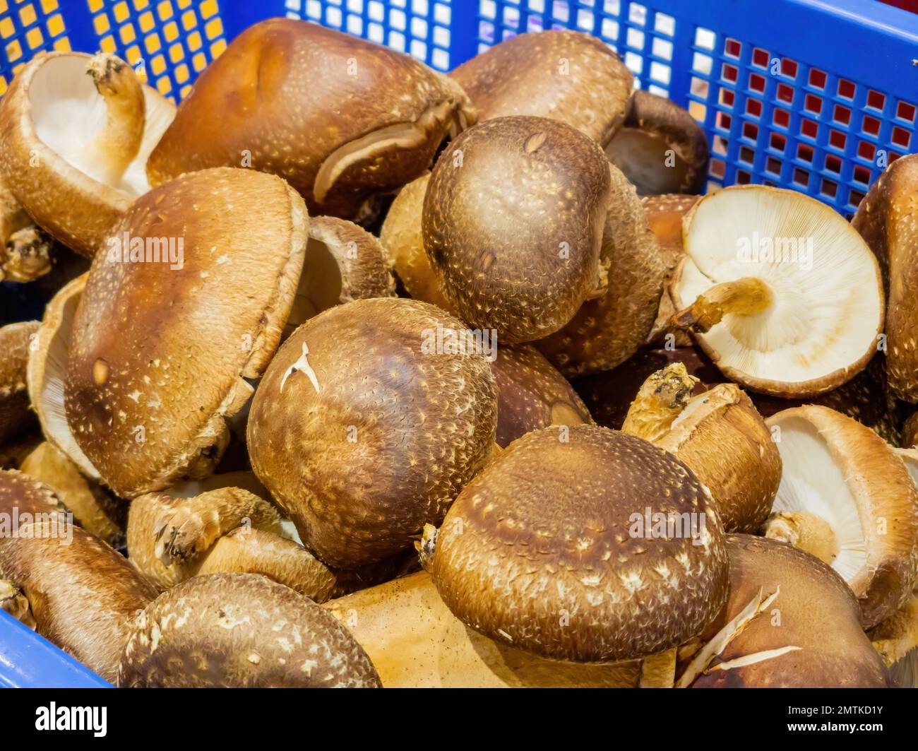 Primo piano di funghi freschi a Taipei, Taiwan Foto Stock