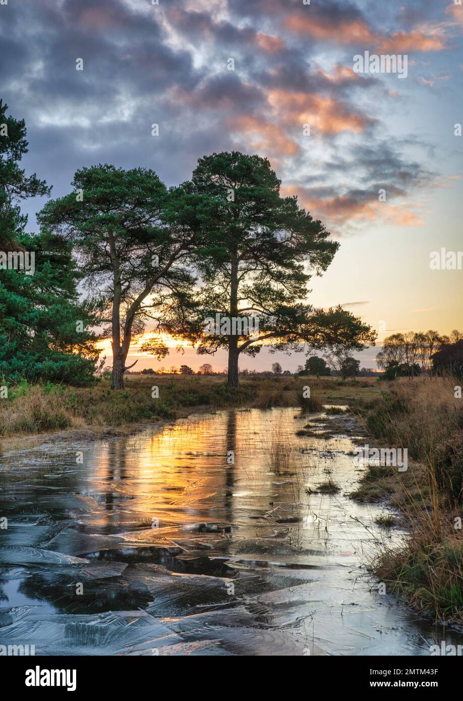 Pini riflessi e ghiacciati su stagno all'alba su Strensall Common, York, Regno Unito Foto Stock