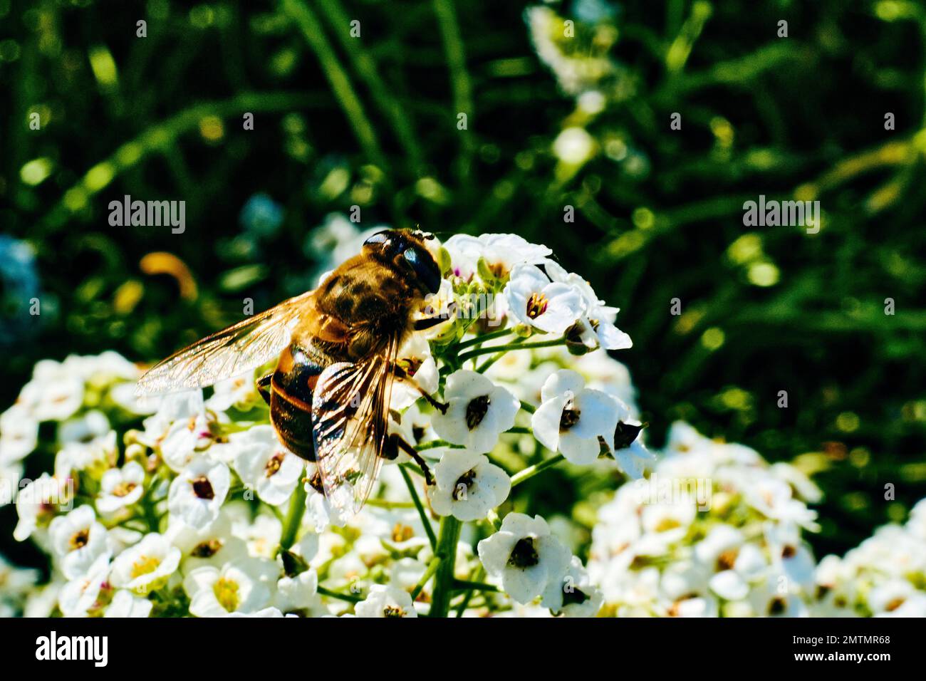 Una piccola ape operaia raccoglie nettare di miele da fiori bianchi Foto Stock