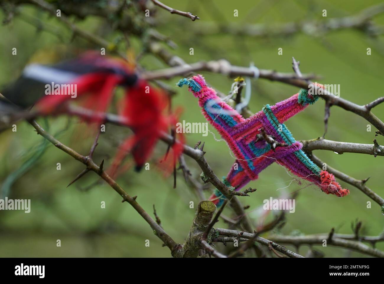 Un St. La Croce di Brigida è appesa ad un albero al pozzo santo di St Brigida a Co Kildare. Il 1st febbraio segna il giorno di San Brigida, che molti in Irlanda vedono come il primo giorno di primavera. Data immagine: Mercoledì 1 febbraio 2023. Foto Stock