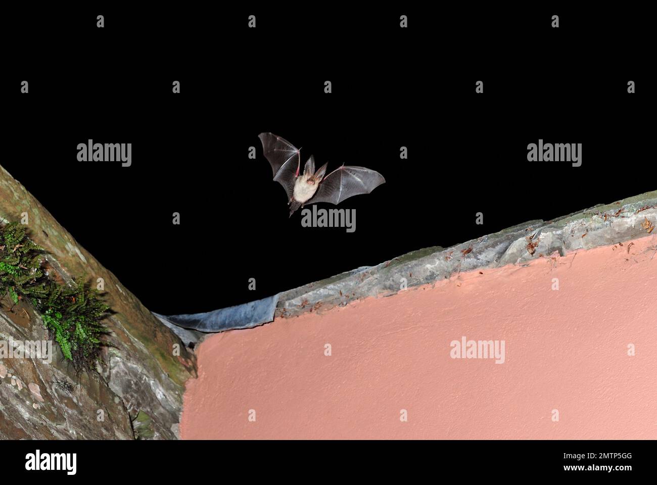 Pipistrello marrone dalle orecchie lunghe (Plecotus auritus), che lascia il roost in vaso shed Roofspace a Threave House Countryside Centre, e Bat Reserve, Scozia Foto Stock