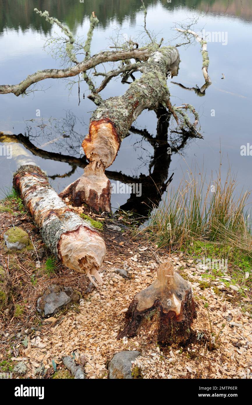 Beaver europeo, alberi di betulla argentati abbattuti presso il Centro di studi sul campo Aigas progetto di reintroduzione dimostrativo europeo del Beaver, Inverness-shire Foto Stock