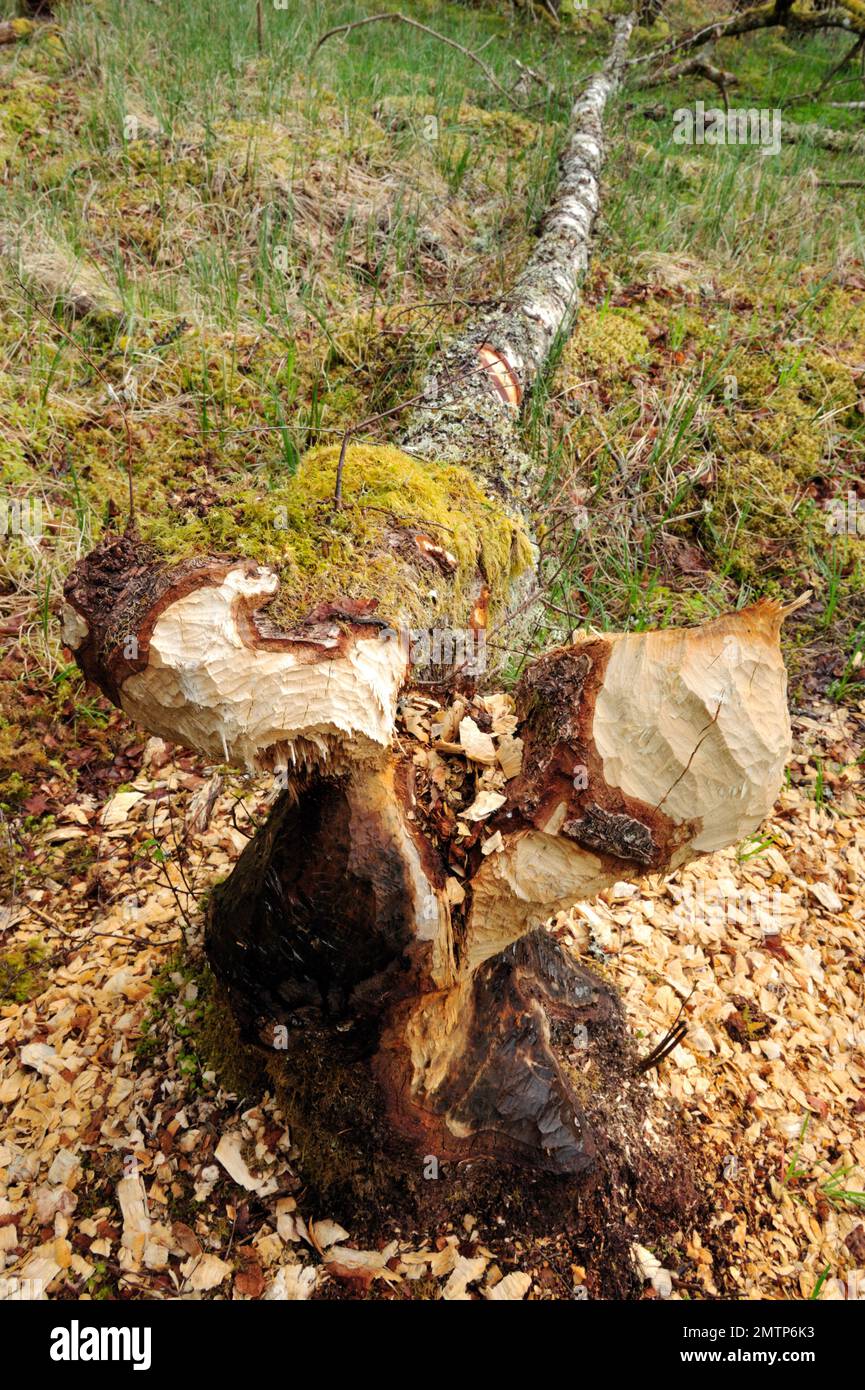 Beaver europeo, albero di betulla argentato abbattuto presso il Centro Studi sul campo Aigas progetto di reintroduzione dimostrativo europeo del Beaver, Inverness-shire Foto Stock