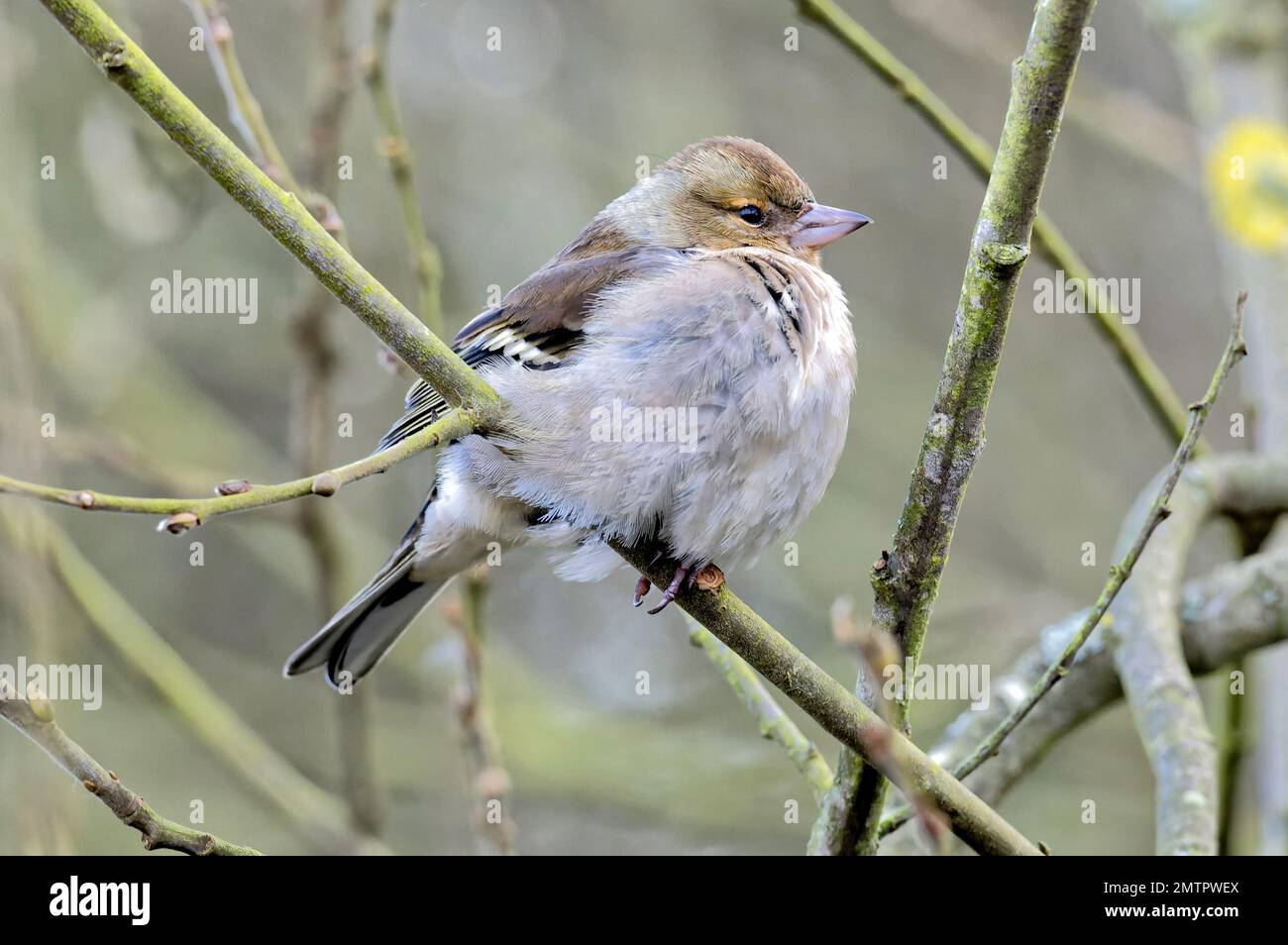 Un Chaffinch cercando di mantenere caldo in una fredda e ventilata giornata invernale Foto Stock