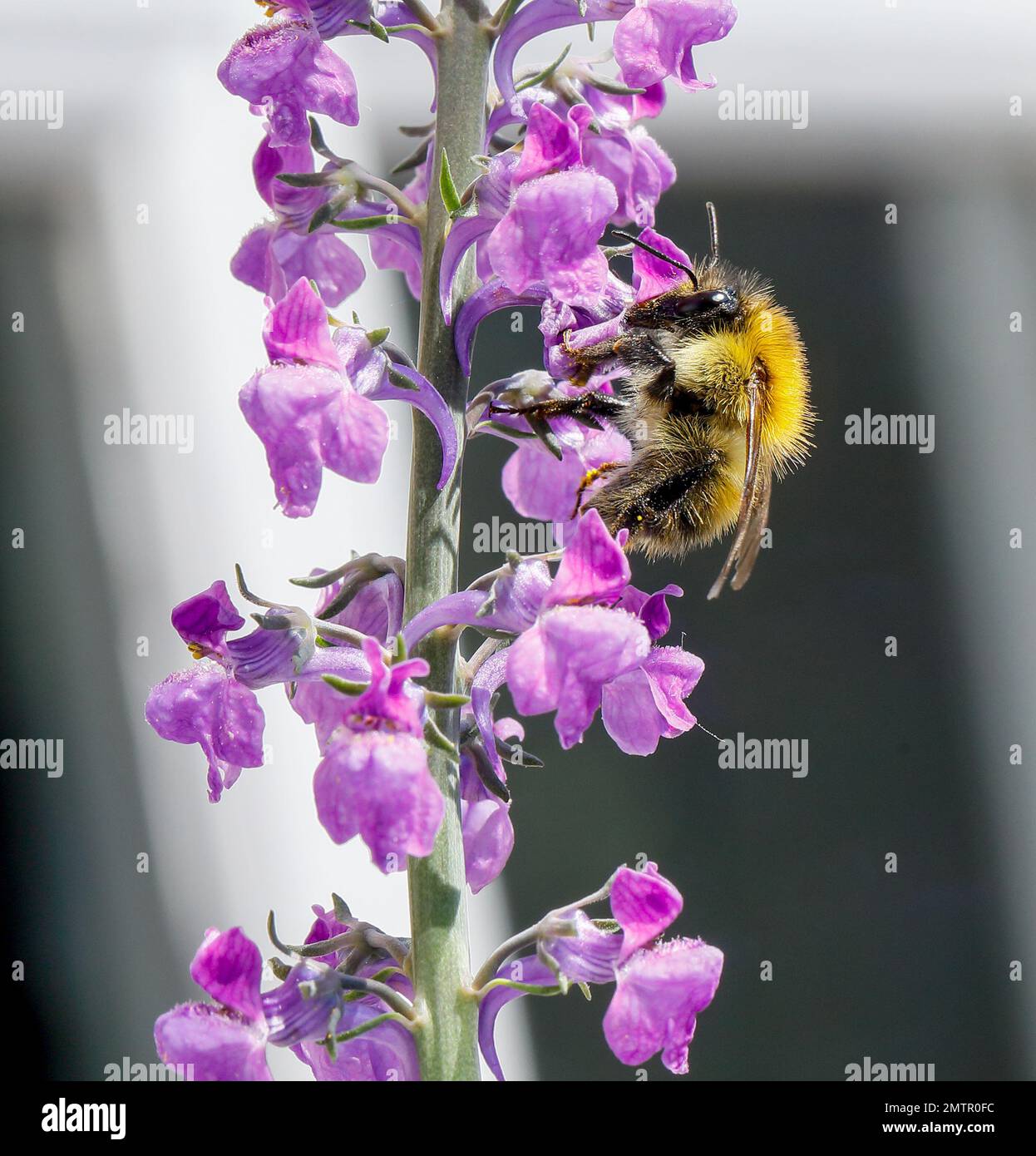 Bee raccogliendo il polline Foto Stock