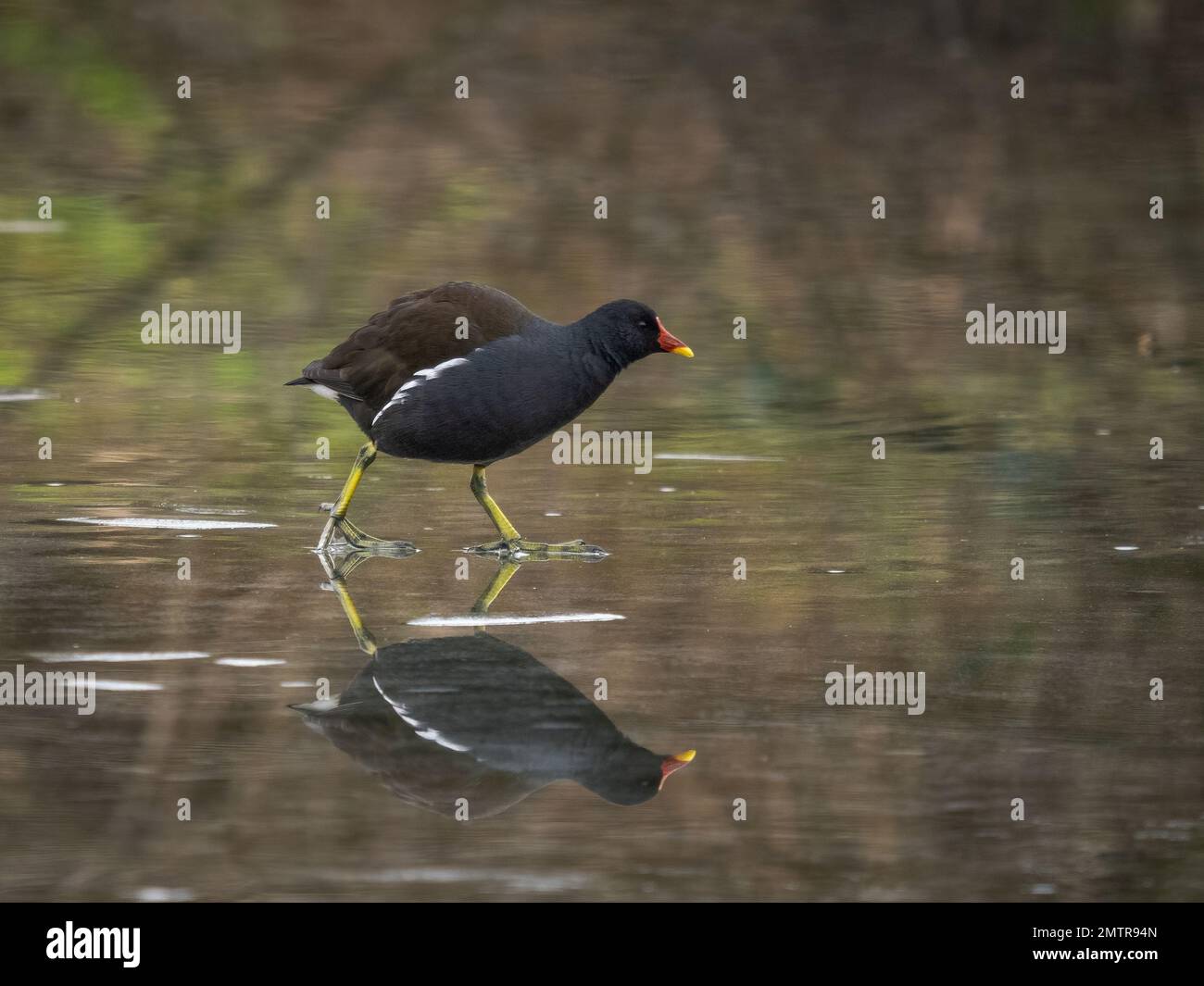 Moorhen (Gallinule cloropus) su un lago congelato Foto Stock