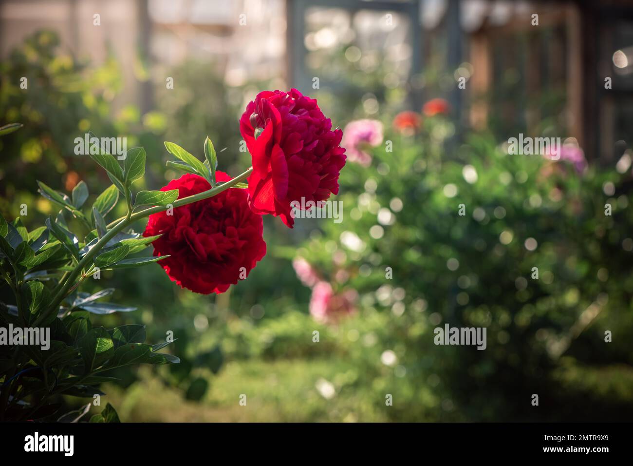 belle peonie rosse in giardino d'estate Foto Stock