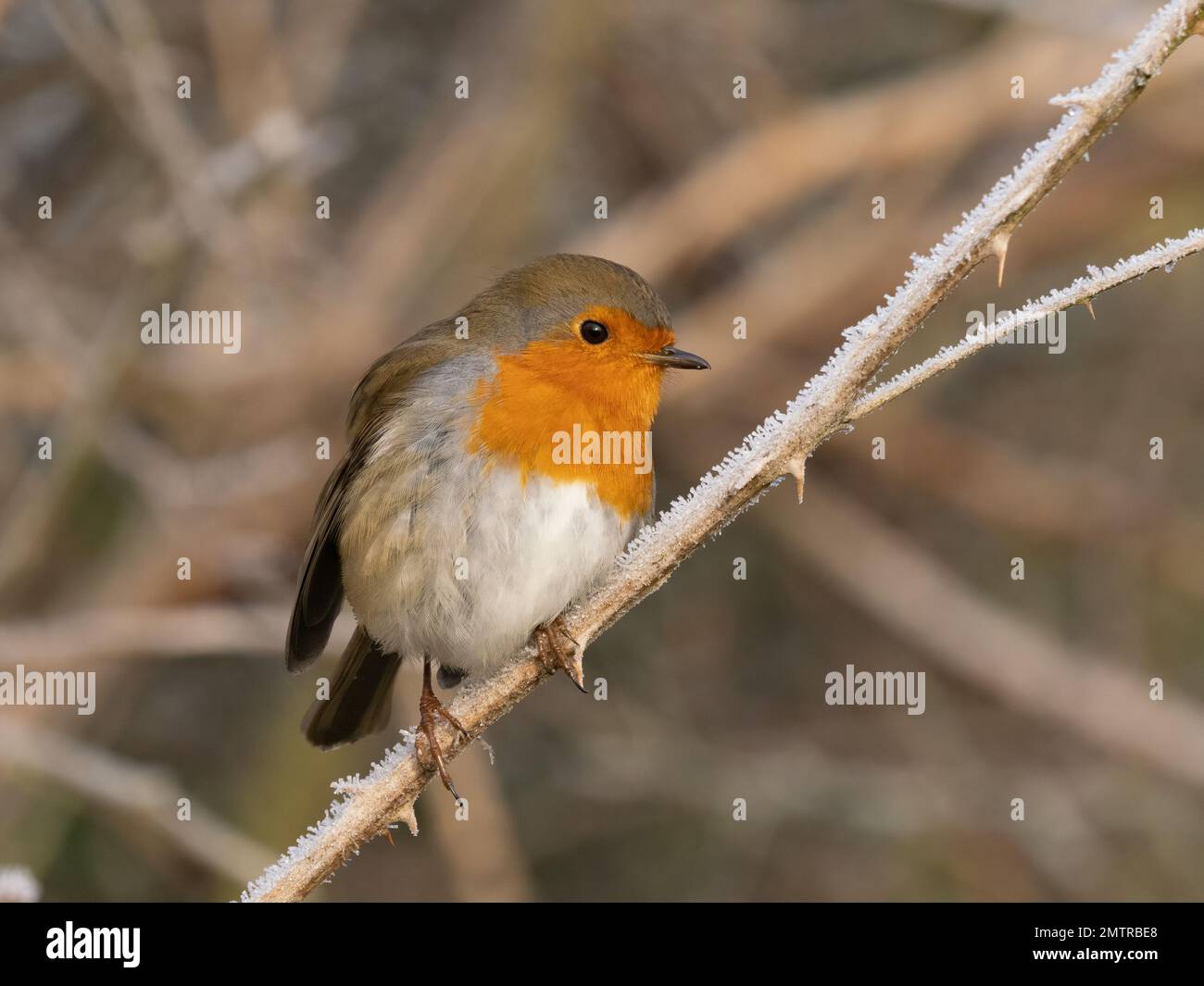 Robin europeo (Erithacus rubecula) Foto Stock