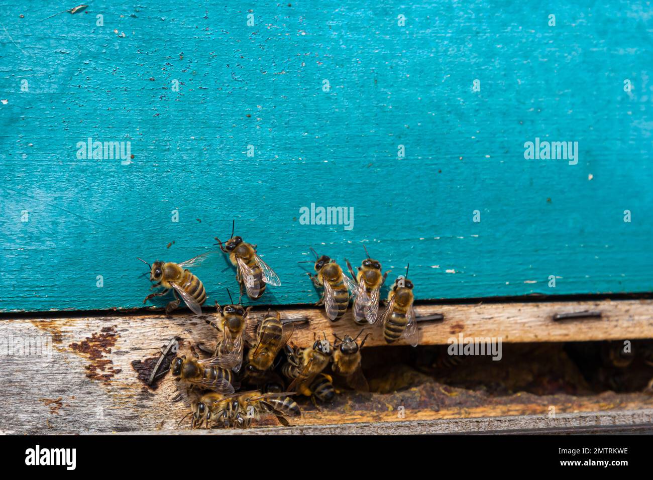 Api da miele che entrano nell'alveare. API all'ingresso dell'alveare primo piano su uno sfondo blu dell'alveare. Api, alveare, apicoltura, produzione di miele. Casa Foto Stock