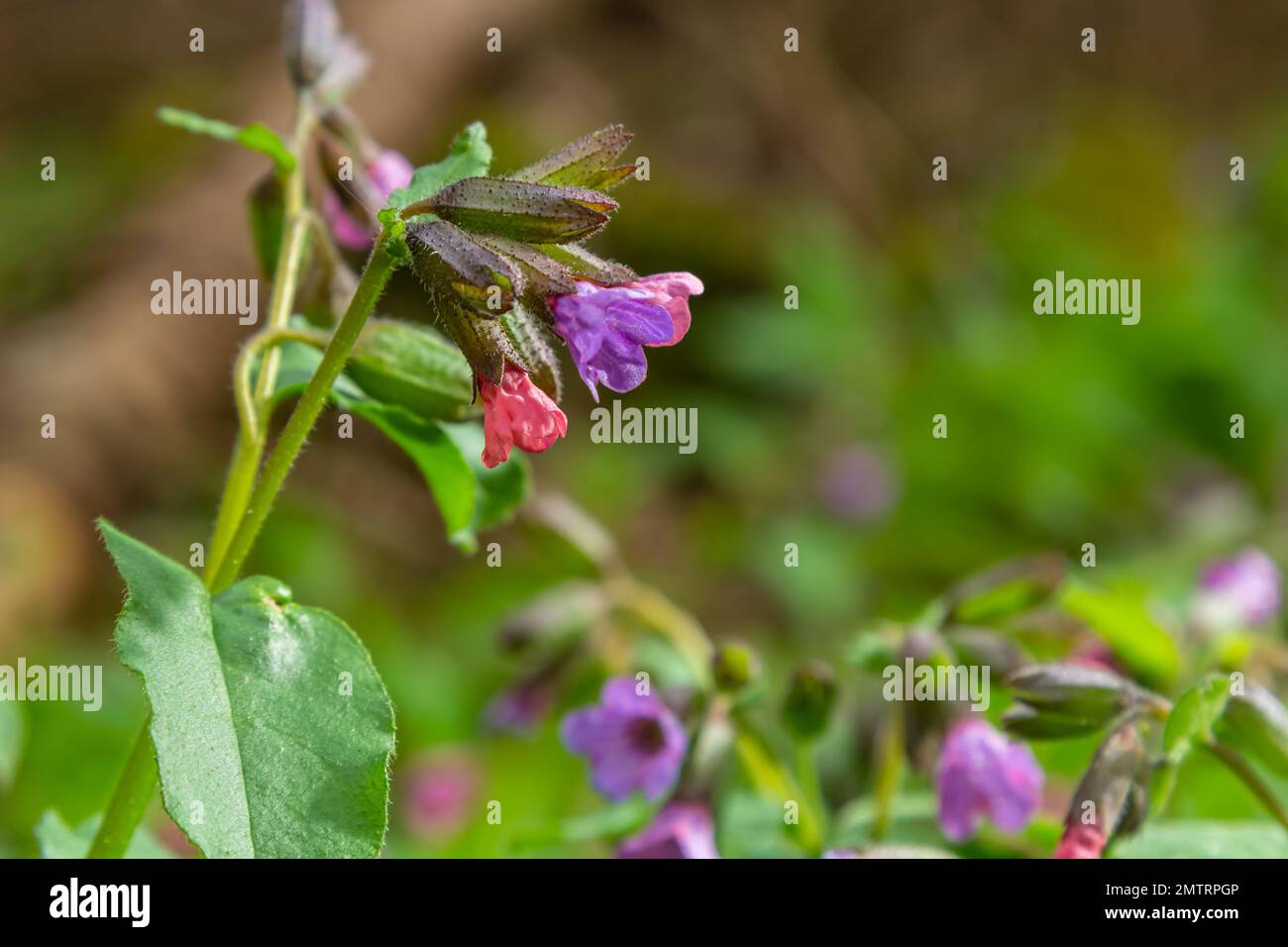 La Pulmonaria officinalis, comune nome Lungwort, comune Lungwort, lacrime di Maria o gocce di latte di nostra Signora, è un erbaceo rizomatoso sempreverde perenne Foto Stock