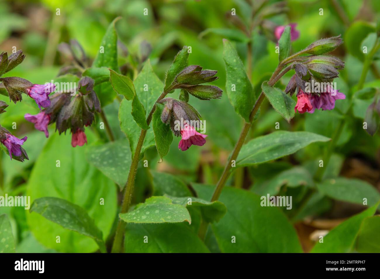 La Pulmonaria officinalis, comune nome Lungwort, comune Lungwort, lacrime di Maria o gocce di latte di nostra Signora, è un erbaceo rizomatoso sempreverde perenne Foto Stock