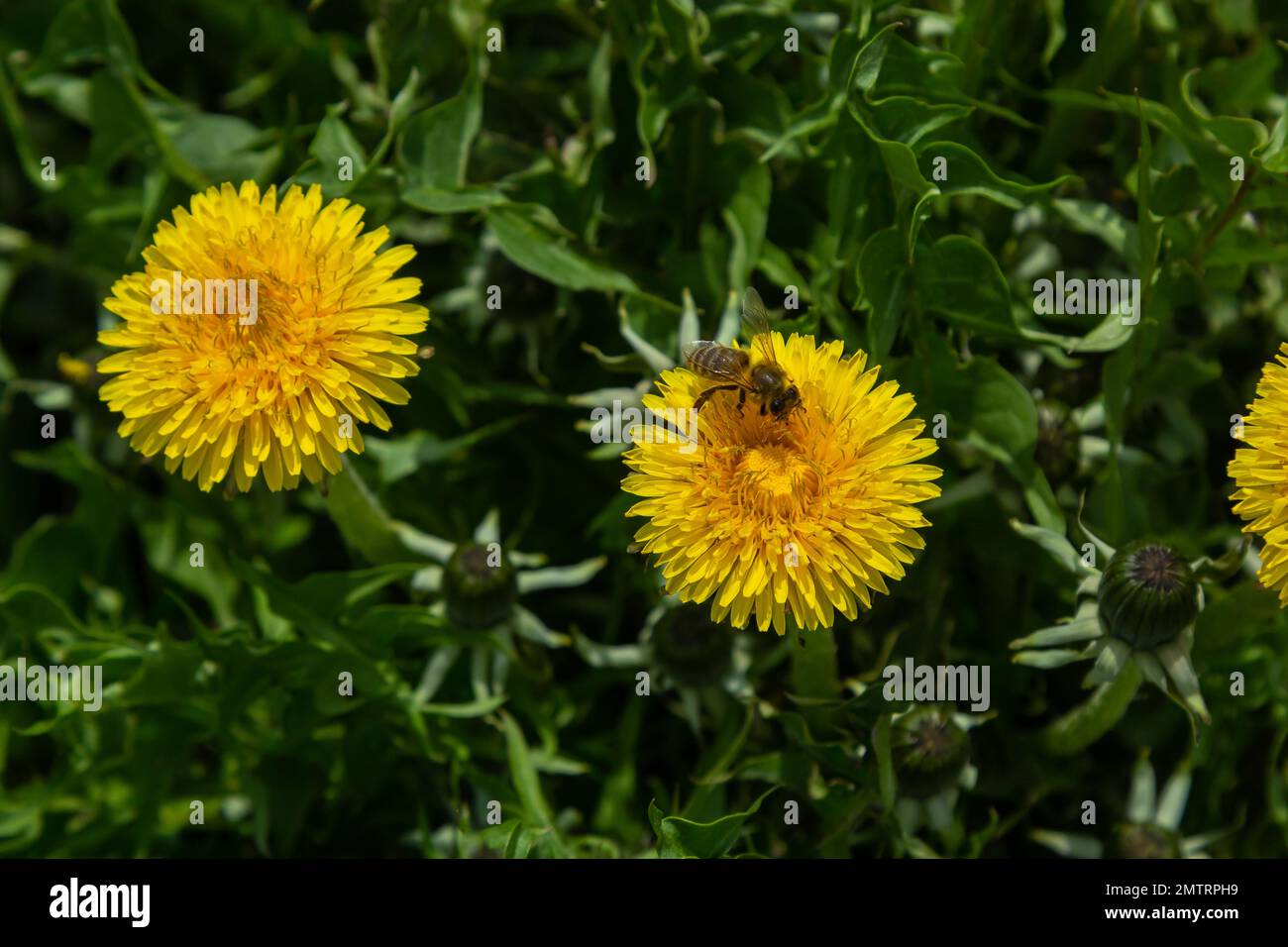 Miele ape su giallo dente di leone fiore, Taraxacum giallo fiori sfondo natura. Foto Stock