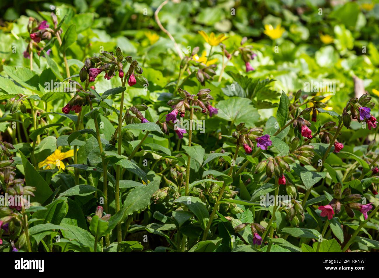 La Pulmonaria officinalis, comune nome Lungwort, comune Lungwort, lacrime di Maria o gocce di latte di nostra Signora, è un erbaceo rizomatoso sempreverde perenne Foto Stock