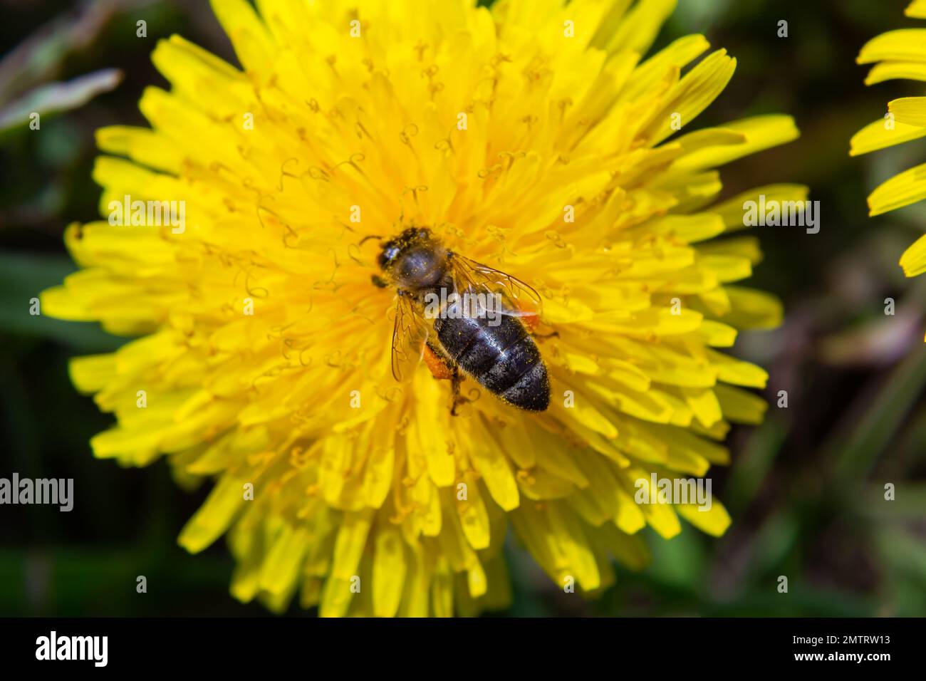 Primo piano di piccola ape caucasica soffice selvatica in giallo dente di leone fiore sul prato. Foto Stock