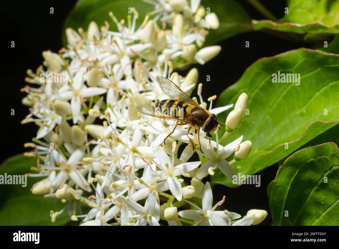 Un macrospo di una femmina di sorvola, specie di Syrphus, visto in agosto. Foto Stock