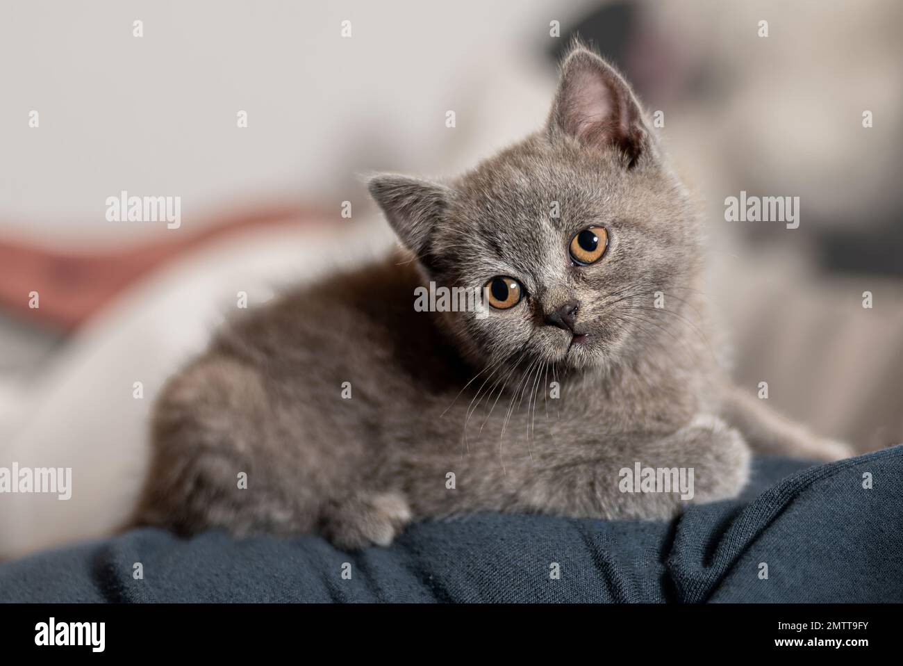 Gattino grigio britannico steso su un cuscino, cercando curioso con la testa da un lato Foto Stock
