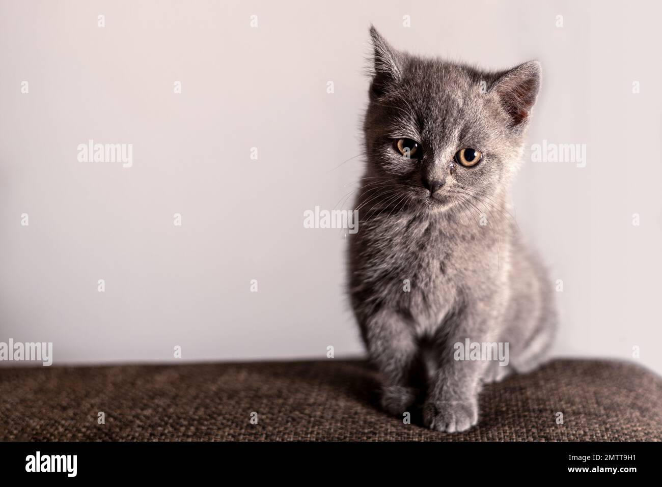 Gattino grigio britannico shorthair seduto guardando la fotocamera con sfondo chiaro Foto Stock