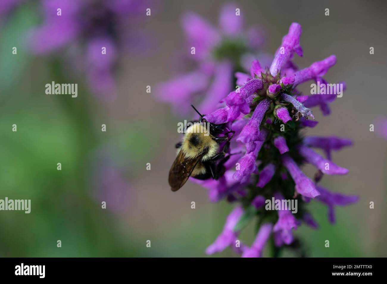 Bumble Bee su Nepeta foraging per il cibo, e polinating fiori Foto Stock