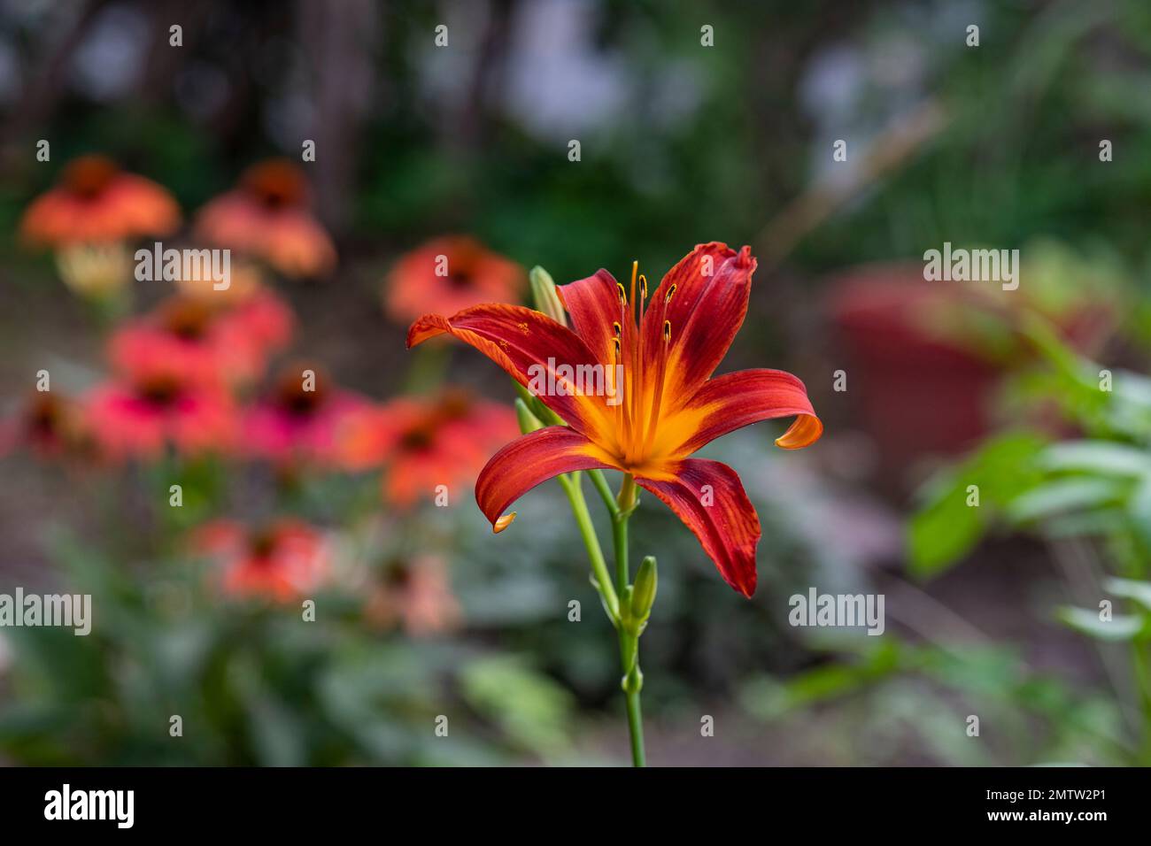 Arancione giorno, Hemerocallis fulva, in stile inglese cottage giardino grande, alto Foto Stock