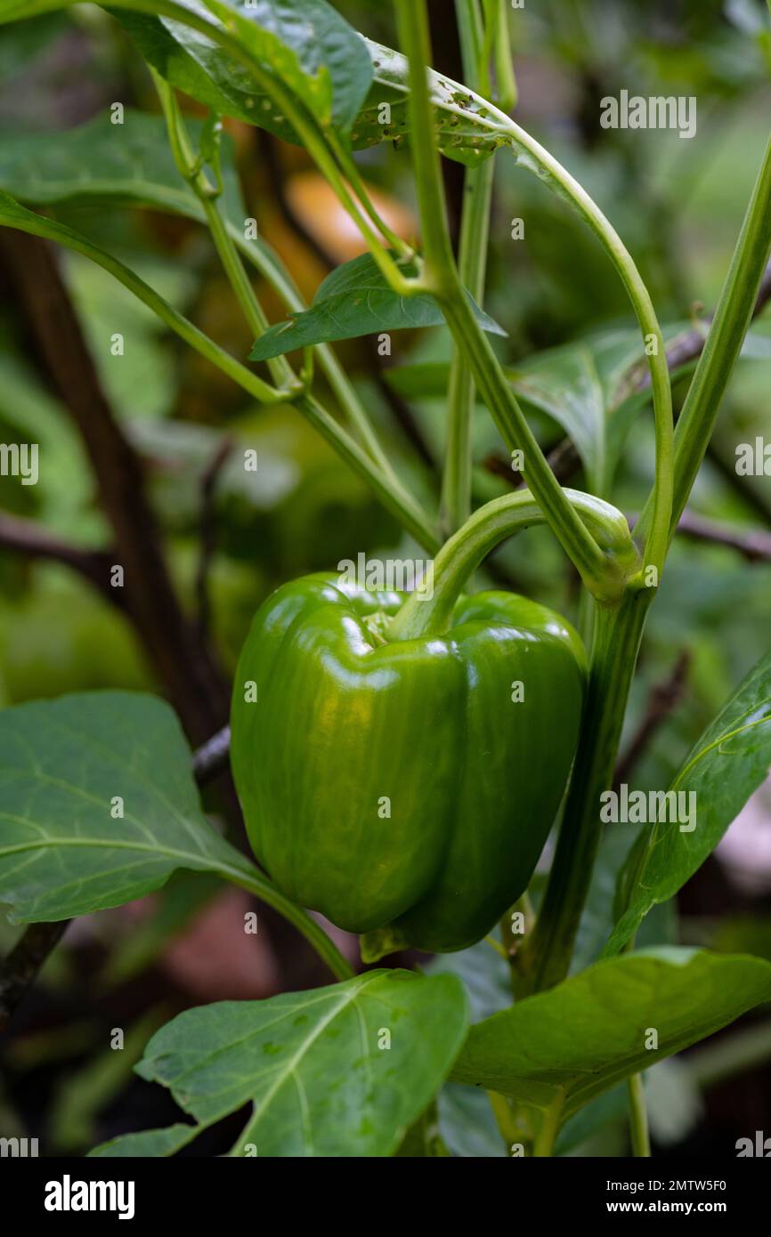 Orto cortile, coltivazione di prodotti freschi e puri per la tavola. Foto Stock