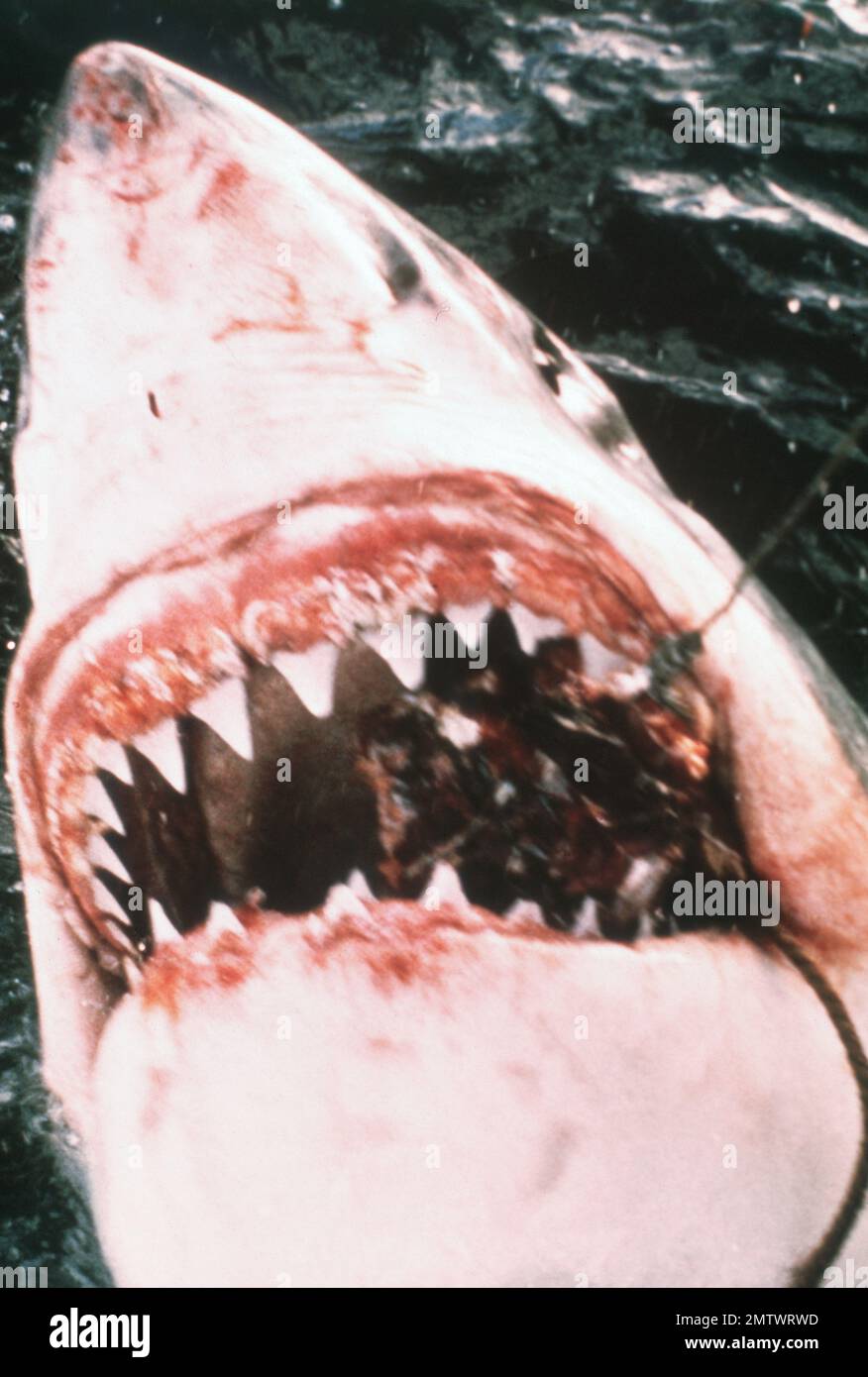 JAWS anno : 1975 USA regista : Steven Spielberg Foto Stock