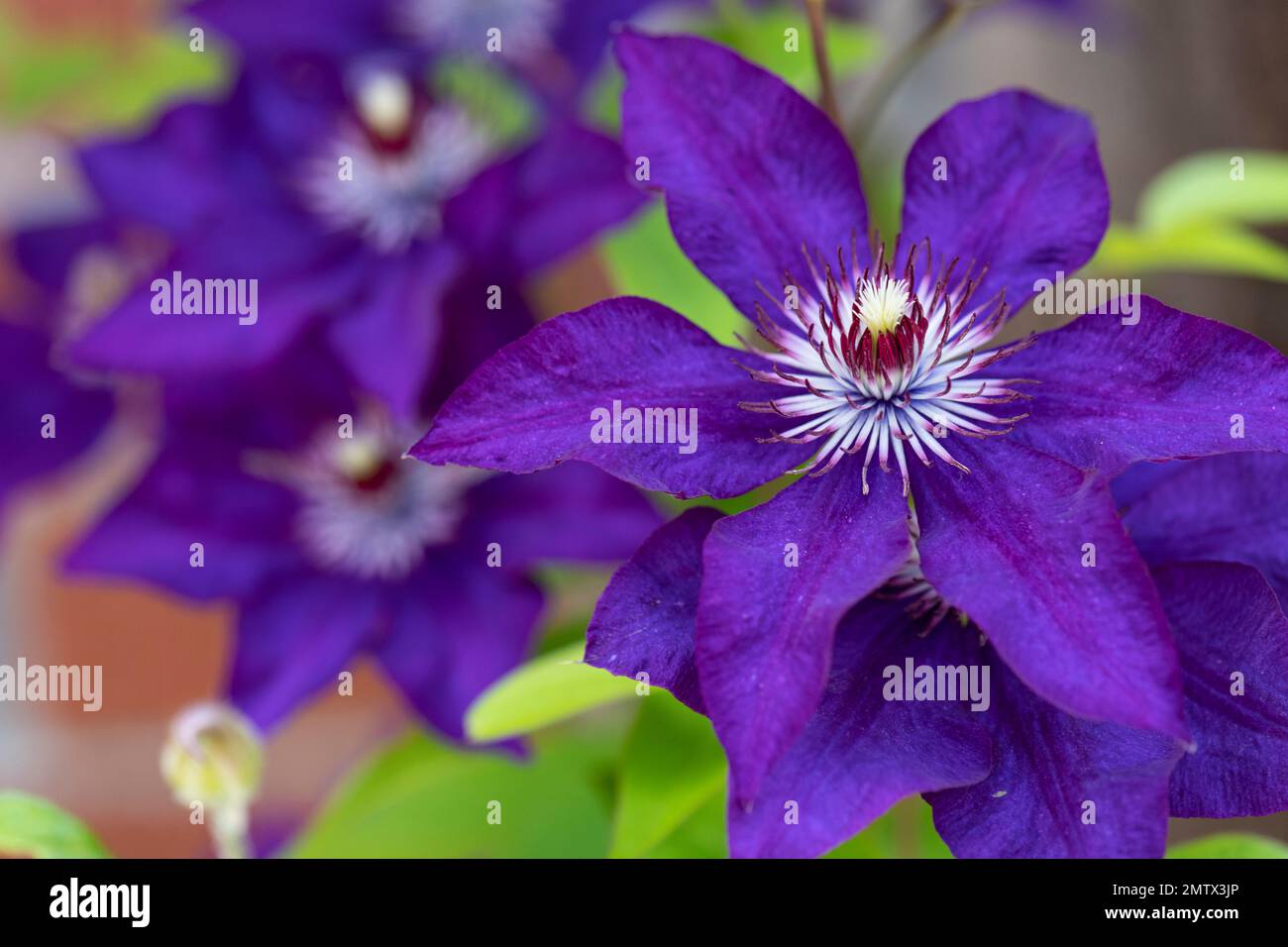 Clematis, Clematis Jackmanii, grande, ibrido fiorito, primo piano, macro Foto Stock