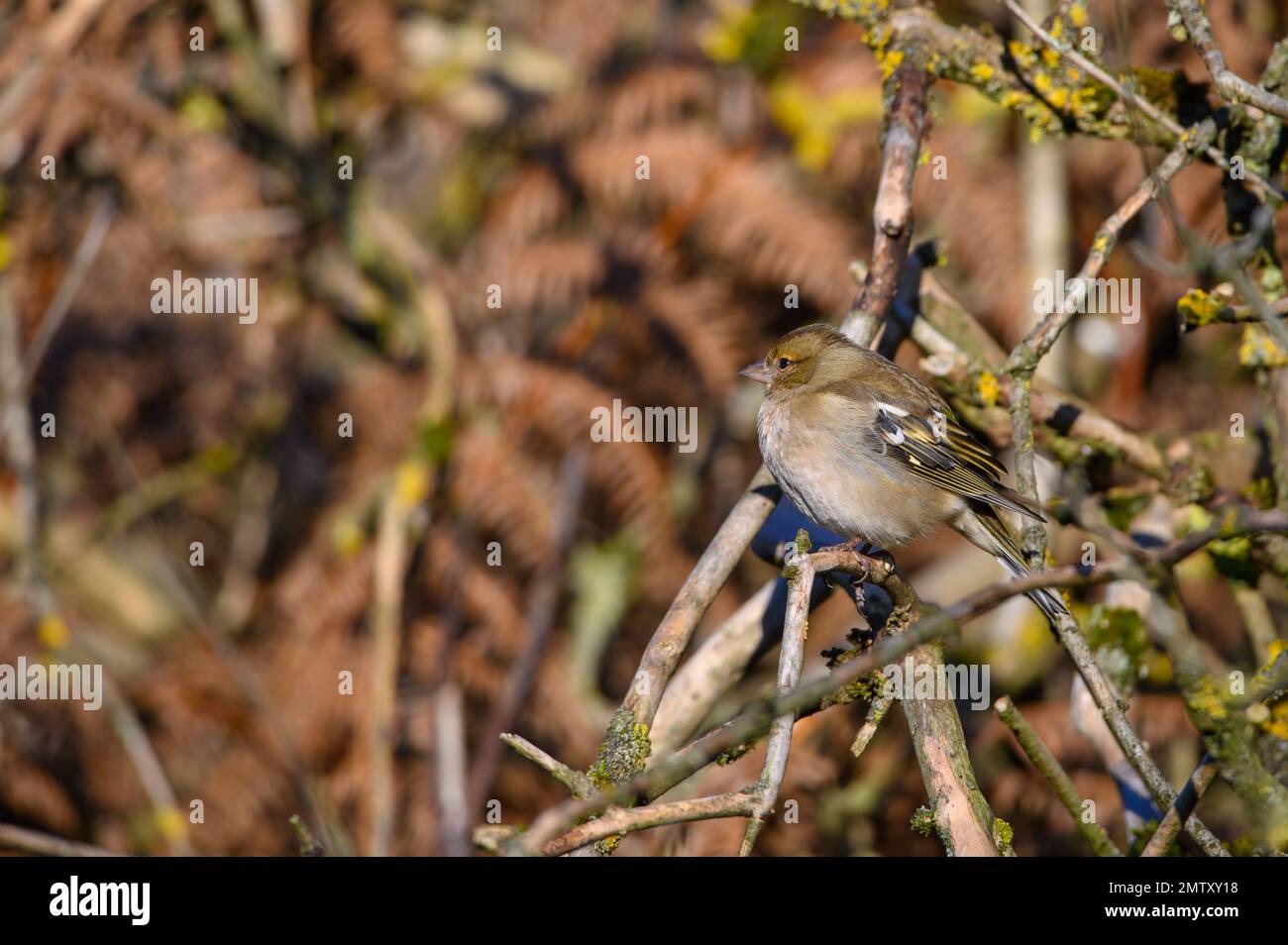 Femmina Chaffinch, Fringilla coeleb, arroccato su un ramo di albero, inverno, vista laterale lookiing a sinistra Foto Stock