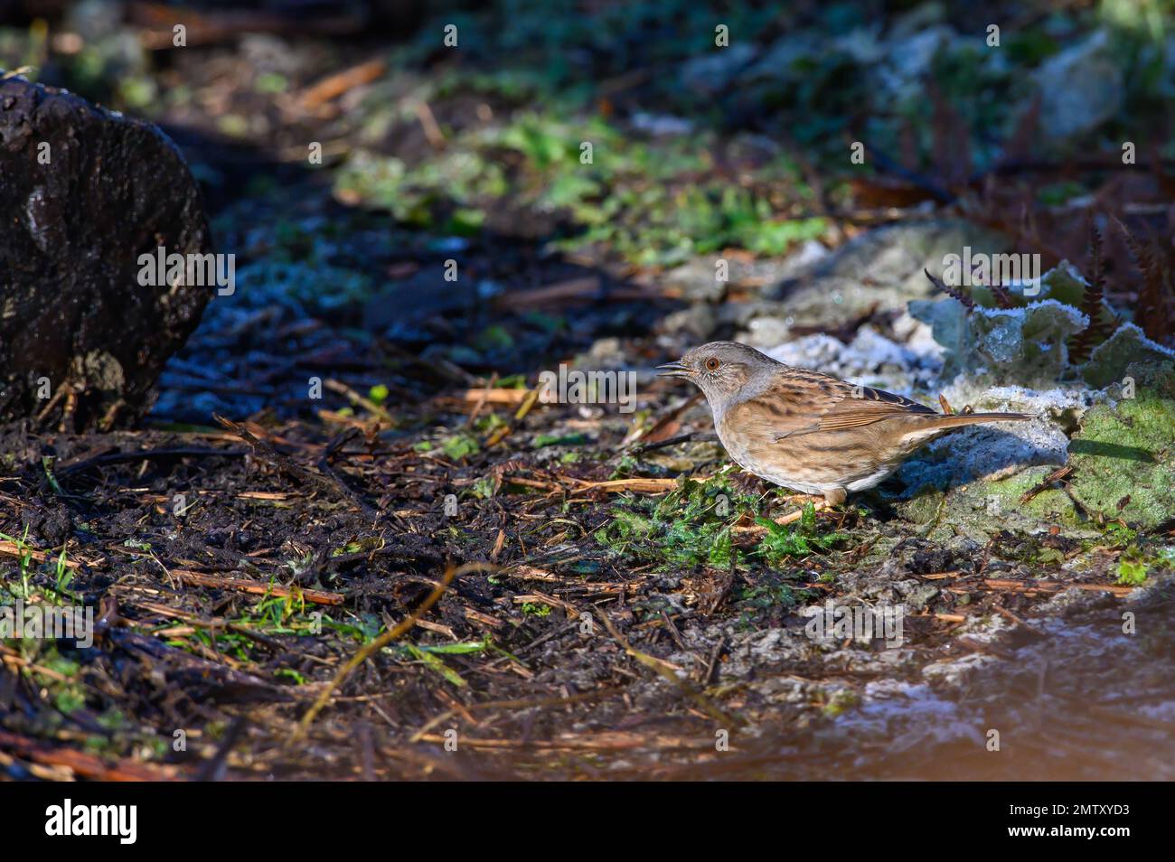 Dunnock, Prunella modularis, in piedi su un tronco tra sottobosco. Inverno, vista laterale, guardando a sinistra Foto Stock