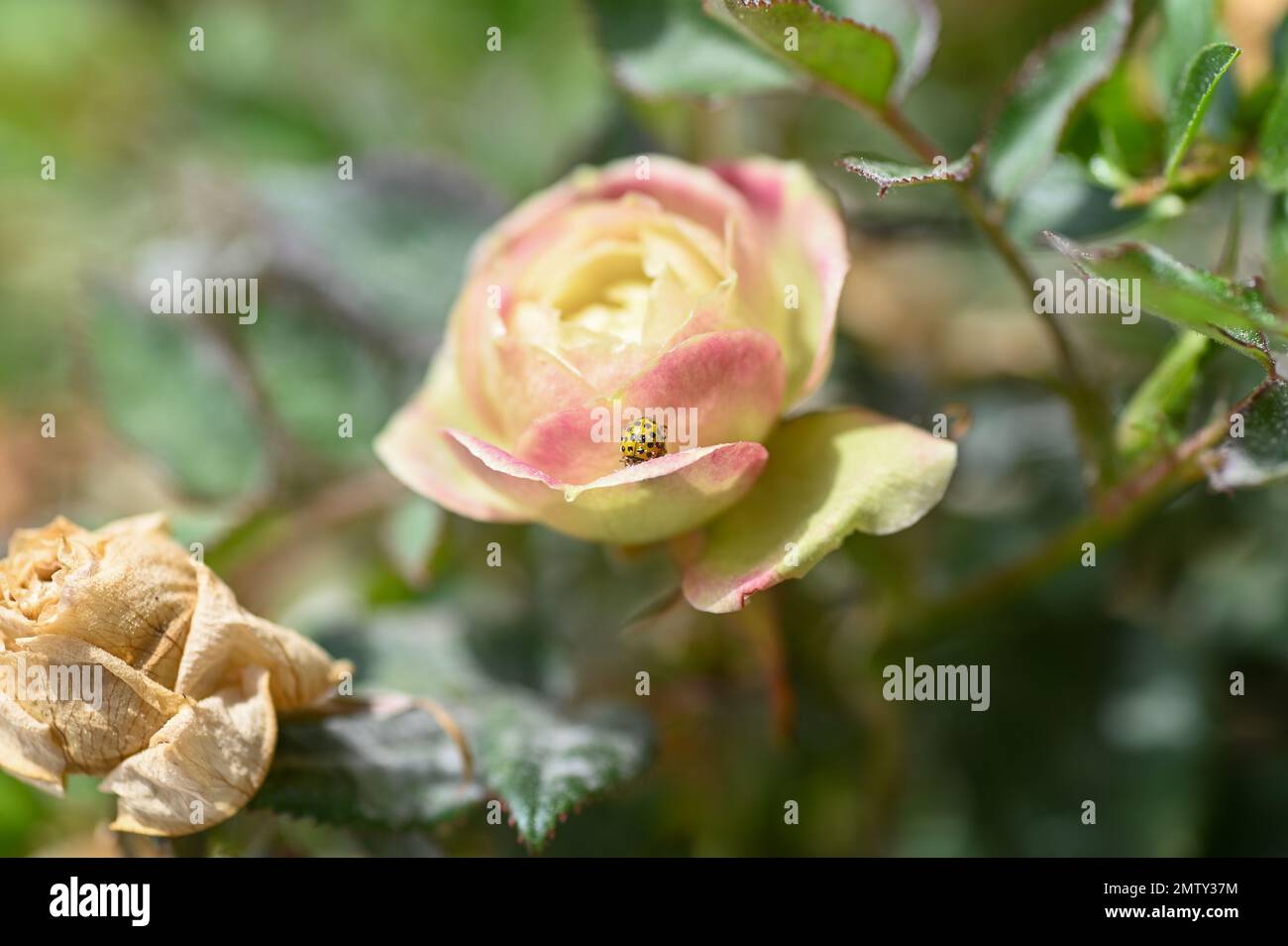 Ladybird giallo con sagoma nera su un fiore di rosa brillante Foto Stock