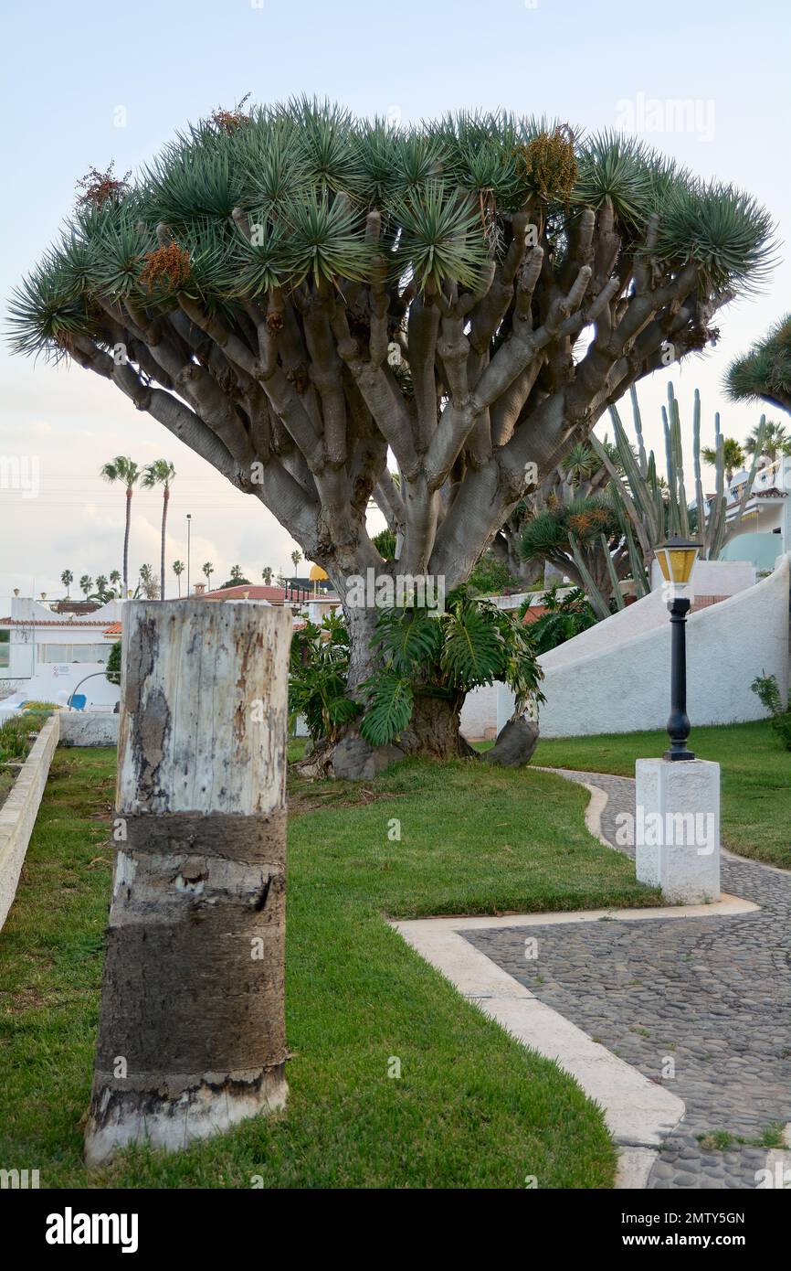 Tronco di albero tagliato in primo luogo e poi una delle attrazioni naturali di Tenerife l'albero del drago dell'isola di Tenerife in Spagna. Foto Stock