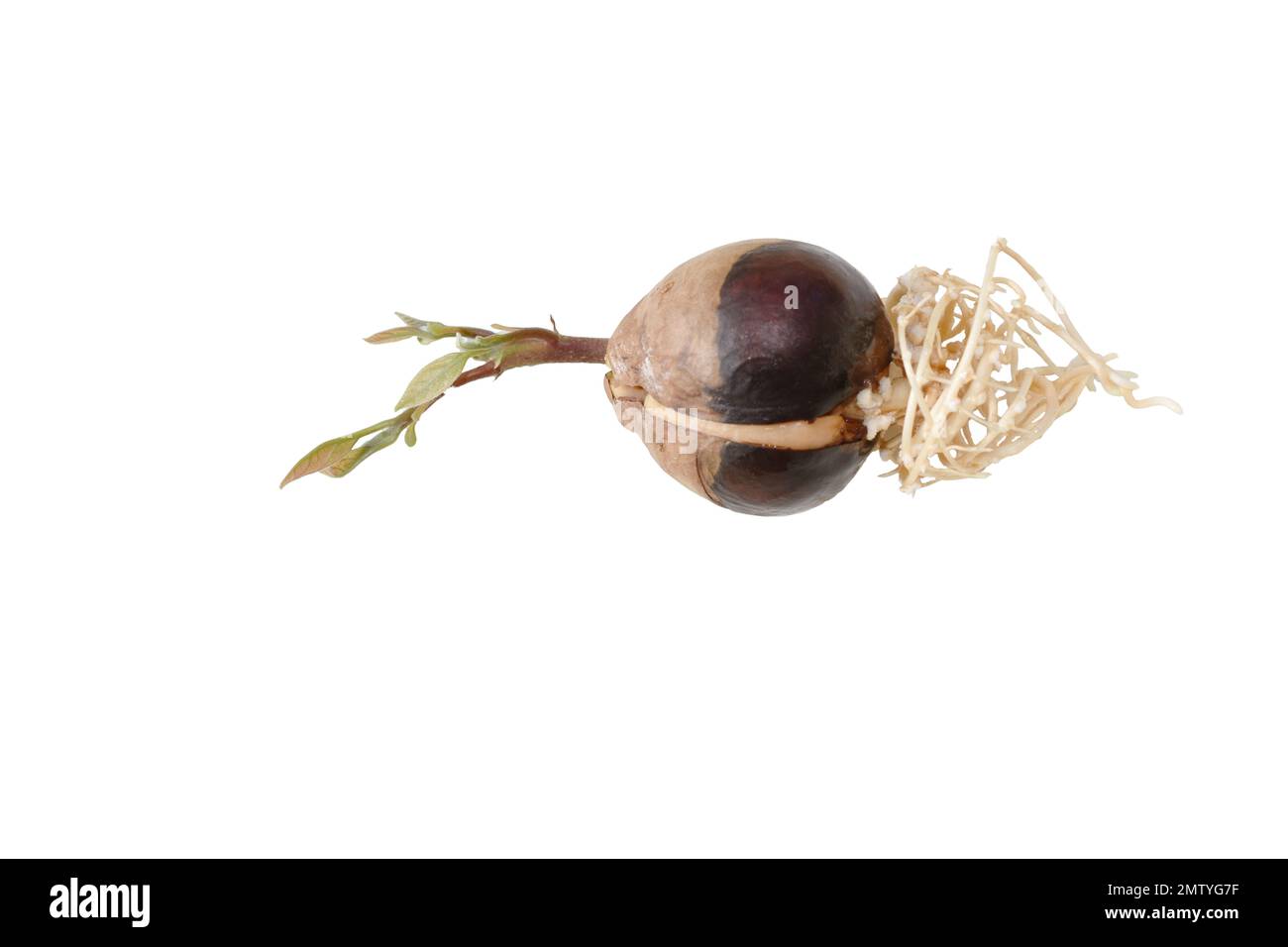 Germoglio di semi di avocado con radici e foglie giovani isolate su fondo bianco Foto Stock