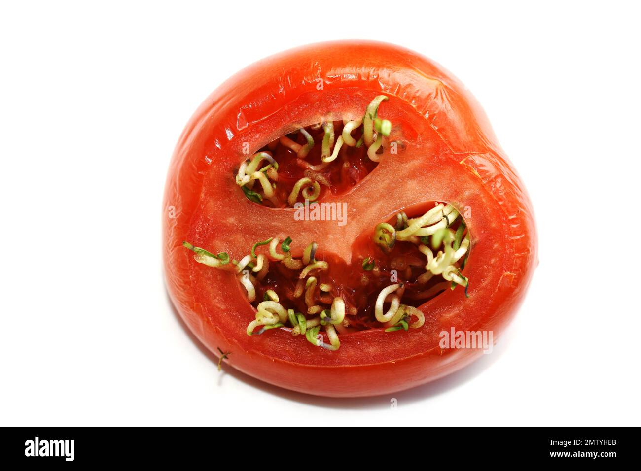 I semi di Vivipary germinano all'interno del pomodoro overmaty isolato su fondo bianco Foto Stock