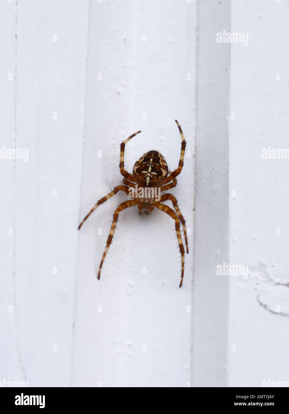 Spider giardino europeo Araneus diadematus di fronte a una parete bianca Foto Stock