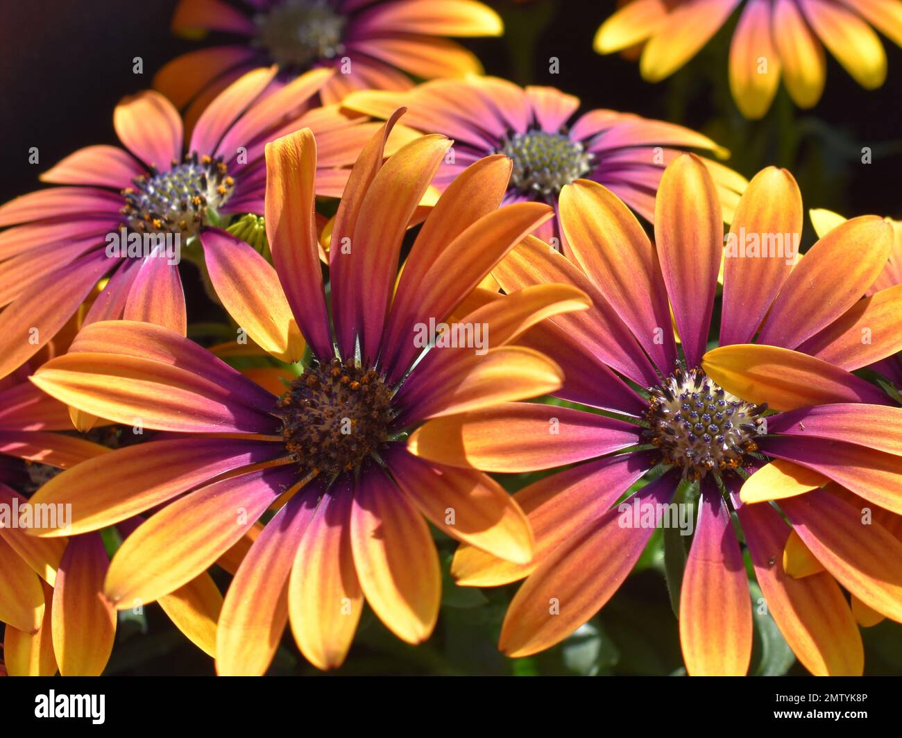 primo piano sul fiore di marguerite spagnola arancione e rosa Foto Stock